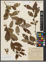 Foto von Salix appendiculata Vill.